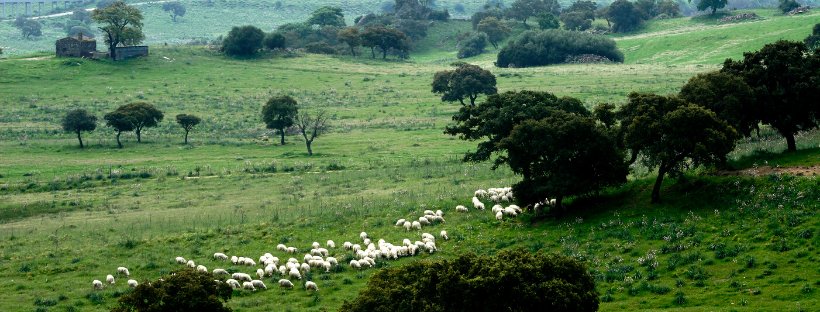Pecore sulla collina nella Vallata di Bonaera